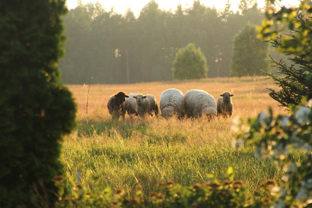Vila Denderi Rubene Pokoj fotografie